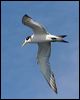 crested_tern_44326