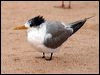 crested_tern_46994