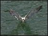 crested_tern_84421