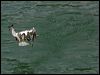 crested_tern_84422
