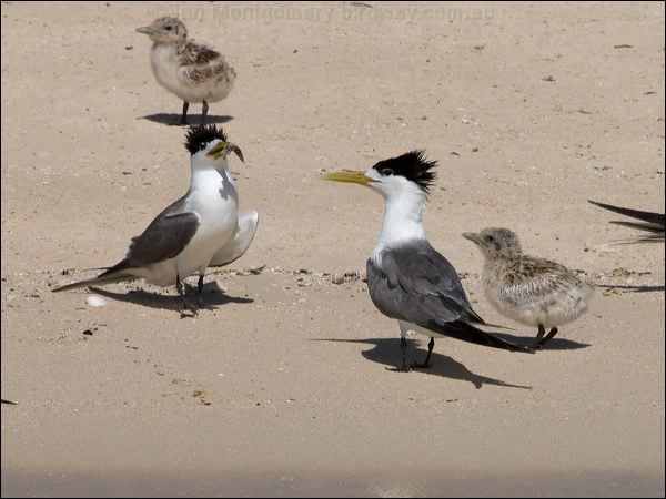 Greater Crested Tern crested_tern_153805.psd