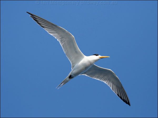 Greater Crested Tern crested_tern_43685.psd