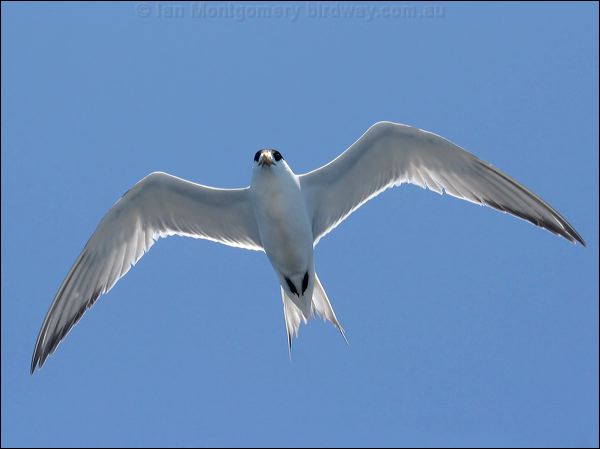 Greater Crested Tern crested_tern_44166.psd