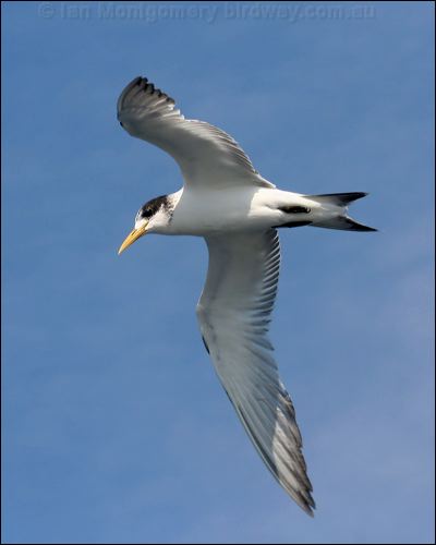 Greater Crested Tern crested_tern_44326.psd