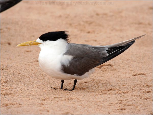 Greater Crested Tern crested_tern_46990.psd