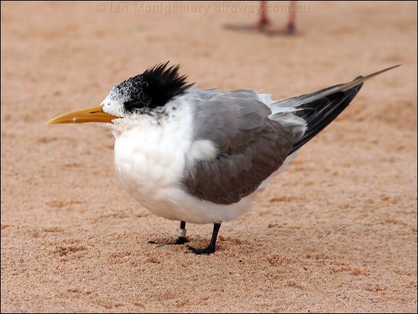 Greater Crested Tern crested_tern_46994.psd