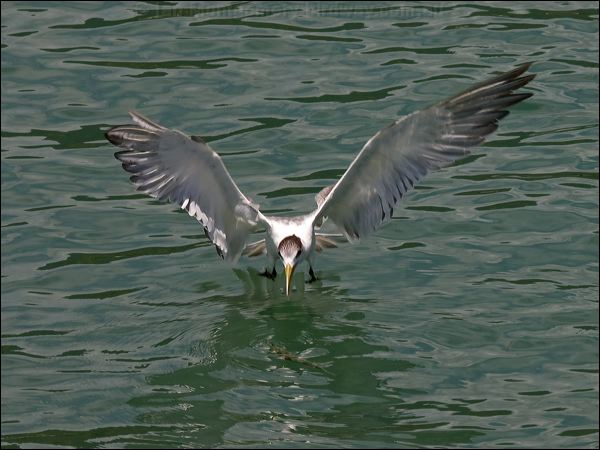 Greater Crested Tern crested_tern_84421.psd