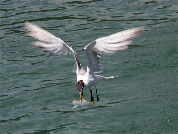 Greater Crested Tern crested_tern_84423.psd