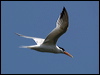 elegant_tern_79754