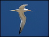 elegant_tern_79778