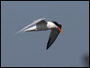 elegant_tern_79866