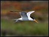 elegant_tern_79874