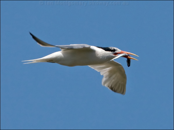 Elegant Tern elegant_tern_79746.psd