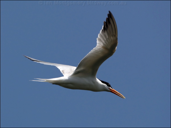 Elegant Tern elegant_tern_79754.psd