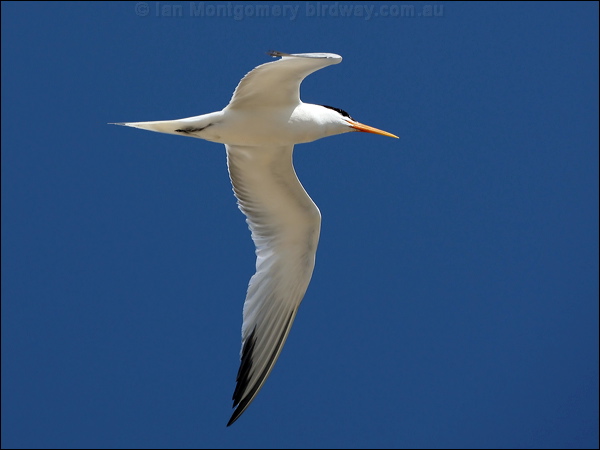 Elegant Tern elegant_tern_79778.psd