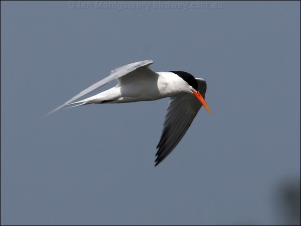 Elegant Tern elegant_tern_79866.psd