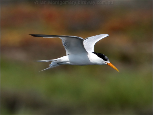 Elegant Tern elegant_tern_79874.psd