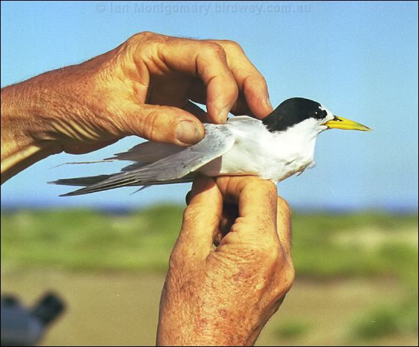 Fairy Tern fairy_tern_01.jpg