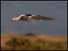 forsters_tern_69687