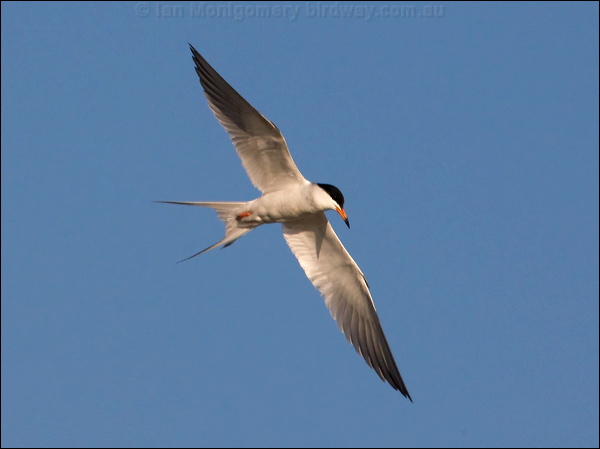 Forster's Tern forsters_tern_69639.psd
