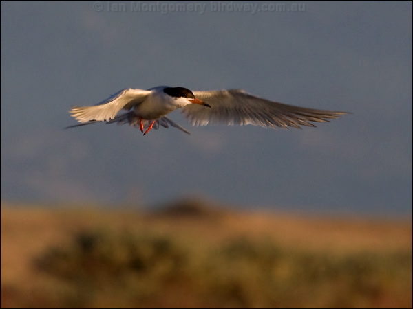 Forster's Tern forsters_tern_69687.psd