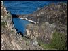 grey_ternlet_140473