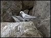 Click here to enter gallery and see photos of gallery and see photos of Grey Ternlet/Noddy