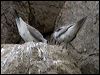 grey_ternlet_141215