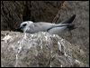 grey_ternlet_141218