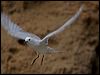 grey_ternlet_141225