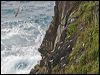 grey_ternlet_141509