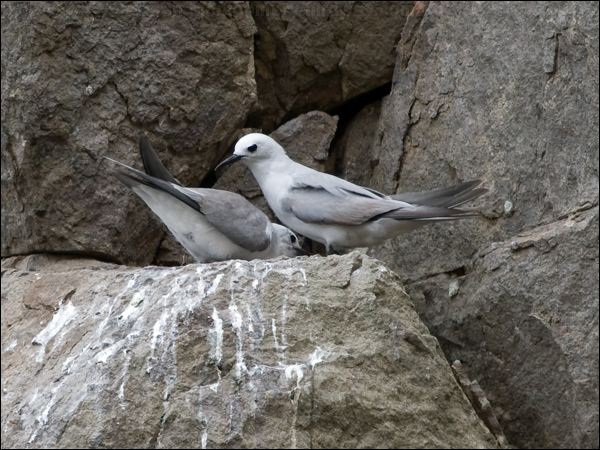 Grey Noddy grey_ternlet_141209.psd