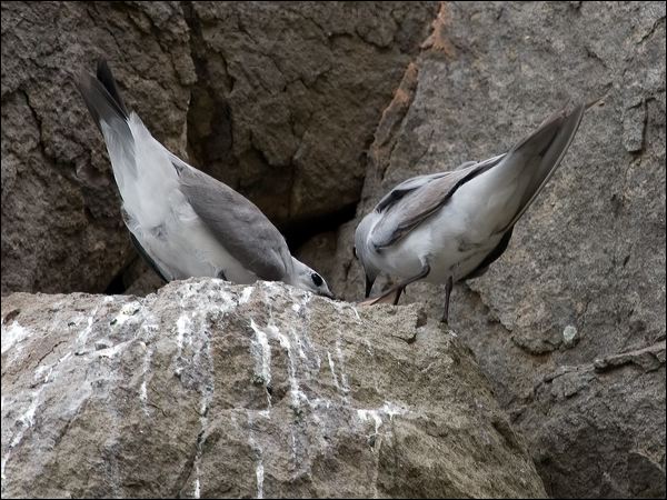 Grey Noddy grey_ternlet_141215.psd