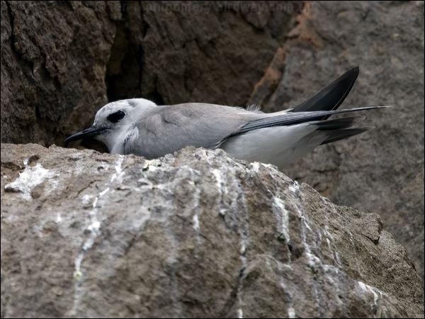 Grey Noddy grey_ternlet_141218.psd