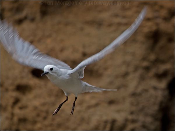 Grey Noddy grey_ternlet_141225.psd