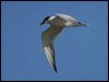 gull_billed_tern_00768