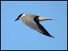 gull_billed_tern_01469