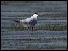 gull_billed_tern_09153