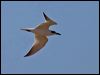 gull_billed_tern_115907
