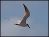 gull_billed_tern_115908