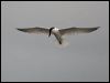 gull_billed_tern_120045