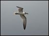 gull_billed_tern_120051