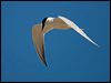 gull_billed_tern_130238