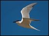 gull_billed_tern_130240