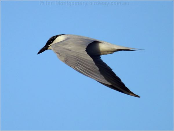 Gull-billed Tern gull_billed_tern_01469.psd