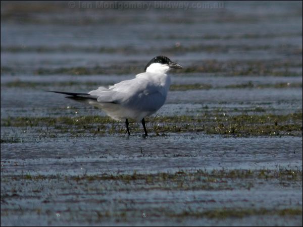 Gull-billed Tern gull_billed_tern_09153.psd