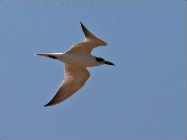 Gull-billed Tern gull_billed_tern_115907.psd