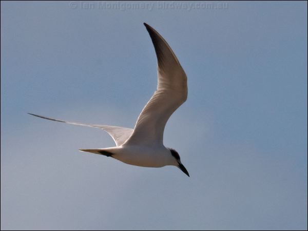 Gull-billed Tern gull_billed_tern_115908.psd
