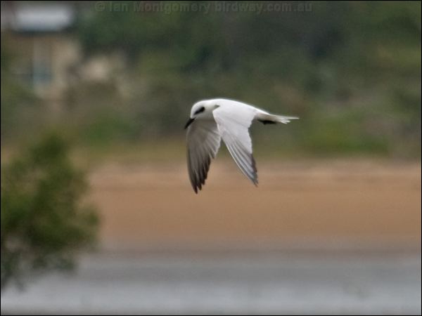Gull-billed Tern gull_billed_tern_120028.psd