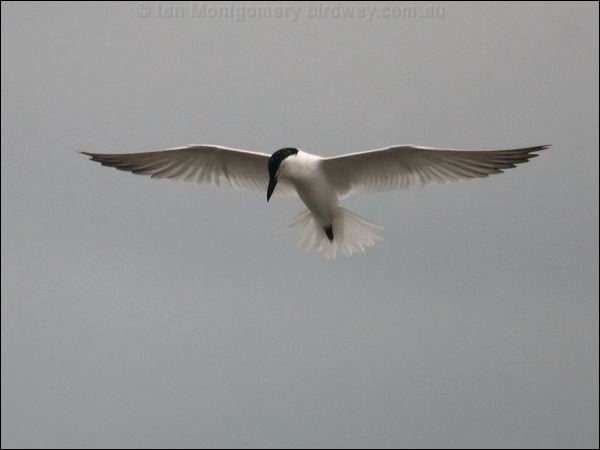 Gull-billed Tern gull_billed_tern_120045.psd